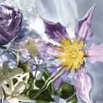 guerlain aqua allegoria flora salvaggia